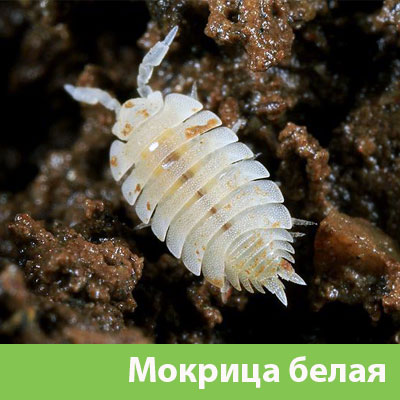 Мокрица в Лобне фото