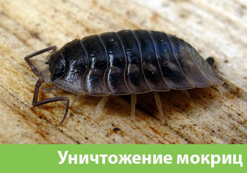 Мокрицы в квартире в городе Лобня